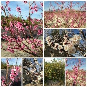 Fotos huerta primavera